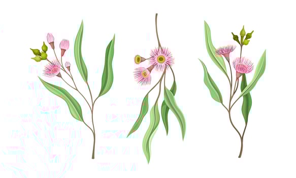 Blooming pink flowers and oblong leaves set. Summer or spring wildflowers illustration vector