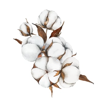Illustration of cotton plant vector