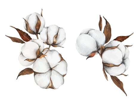 Cotton plant illustration with leaves vector