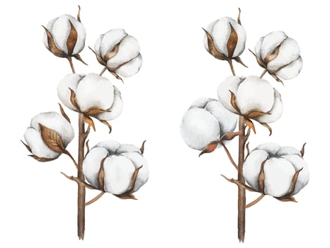 Watercolor cotton flower illustration vector