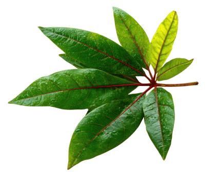 Green leaves on a branch showcasing nature's vibrant beauty png