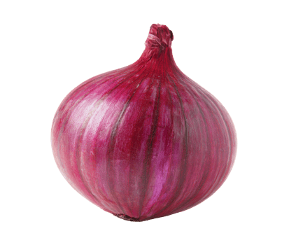 Vibrant red onion for culinary use and dietary benefits png
