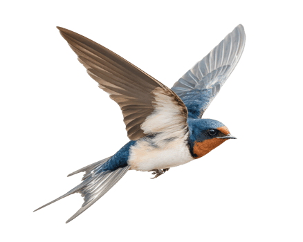 Swallow bird in flight showcasing its colorful plumage and grace png