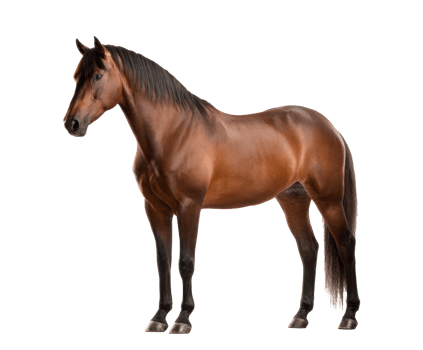 Majestic brown horse standing tall against a neutral backdrop png