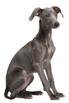 Elegant italian greyhound isolated, slender sighthound dog breed, minimalist pet sitting png