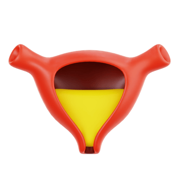 bladder human organ png