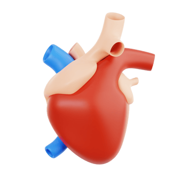heart human organ png