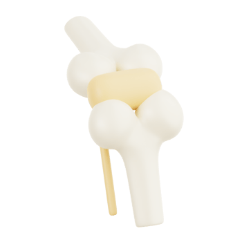 knee joint human organ png
