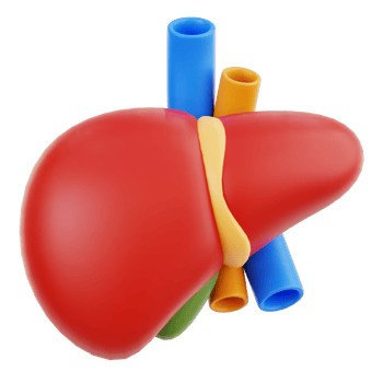 liver human organ png