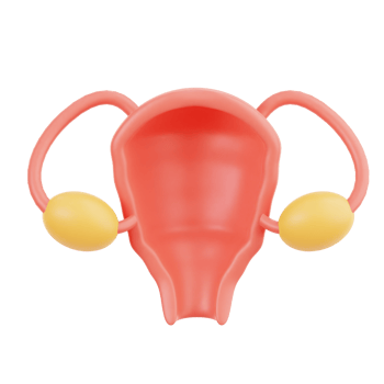 uterus human organ png
