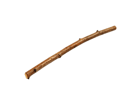 Slender Brown Twig with Small Knots and Rough Texture. png