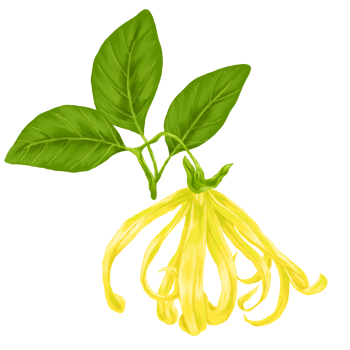 yellow cananga flower botanical painting illustration png