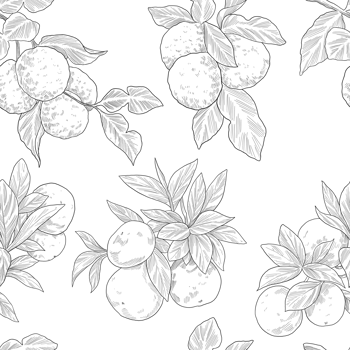 Citrus Fruit and Foliage Line Art png