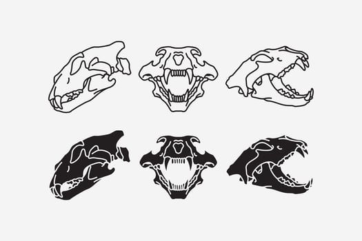 Tiger head skulls line icon set. Tiger skull bone silhouette collection. Puma, leo, lion, saber, predator, wildlife, hunting, tattoo, adventure, museum, archaeologist. illustration. vector