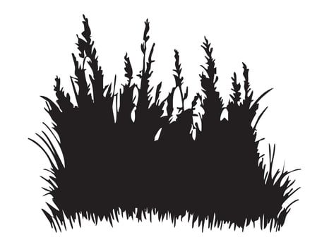 Black silhouette of wild grass and plants isolated on white background, botanical illustration. concept of nature, garden design, landscaping, floral art, outdoor decor. vector