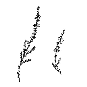 Monochrome two flowering heather branches line art painted by black inks. Nordic plant etching drawing for botanical design, wedding invitation, nature decor, textile pattern, organic product vector
