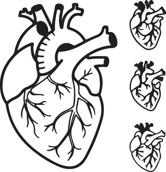 Detailed Anatomical Illustration of a Human Heart with Three Smaller Hearts, a Striking Black and White Drawing for Medical or Artistic Use vector