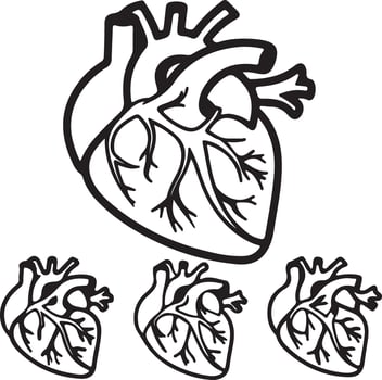 Detailed Black and White Illustration of a Human Heart with Three Smaller Hearts, Symbolic of Life, Love, and Health vector
