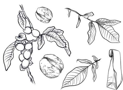 Hand drawn walnut branches fruits and leaves sketch vector