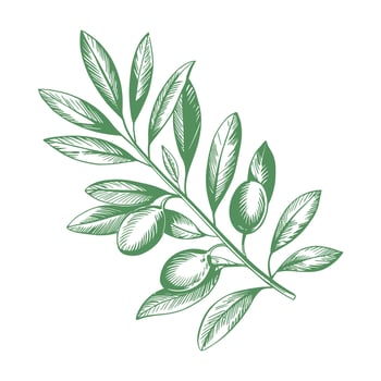 Hand Drawn Olive Branch with Leaves and Olives vector