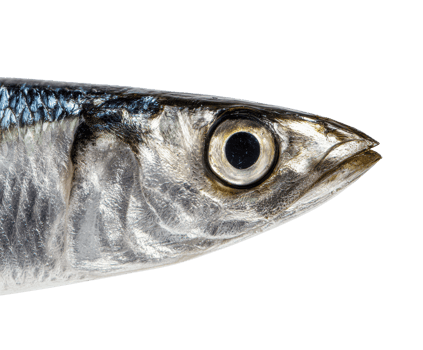 Close-up view of a fish showcasing unique features and details png