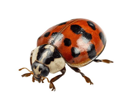 Ladybug on a leaf with vibrant red and black patterns png
