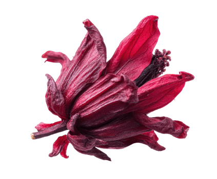 Hibiscus flower in vibrant red color for natural decor png
