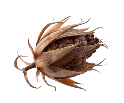 Natural dried seed pod for decorative purposes and craft projects png