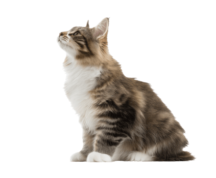 Majestic Maine cat looking up with curiosity in natural light png