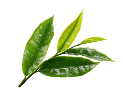 Fresh green tea leaves for culinary use in cooking and brewing png