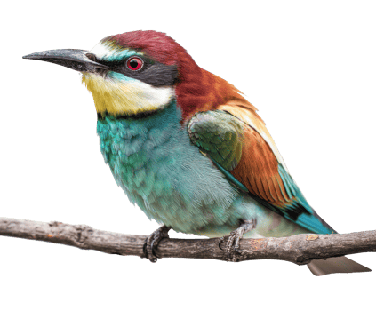 Colorful bird perched on branch in nature setting png