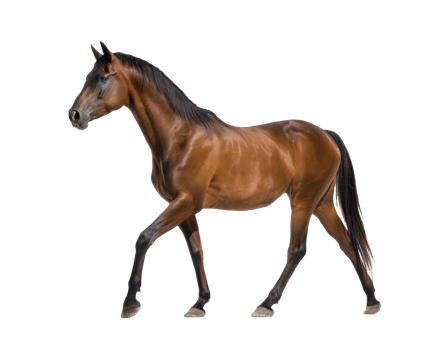 Elegant brown horse walking gracefully on a bright background png