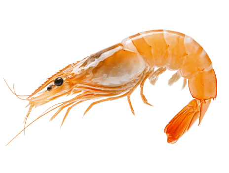 Fresh shrimp ready for culinary preparation and cooking png