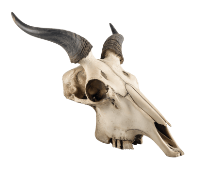 Bison skull with prominent horns for display or decor purpose png