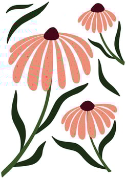 Simple hand drawn illustration of echinacea flowers with elongated pink petals and dark centers. Perfect for prints, posters, and natural-themed designs. vector