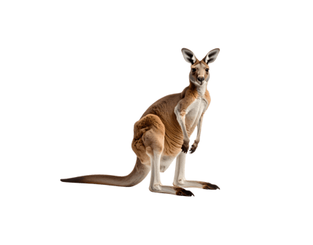 Red Kangaroo alert pose reddishbrown fur powerful build strong legs large ears dark eyes. png