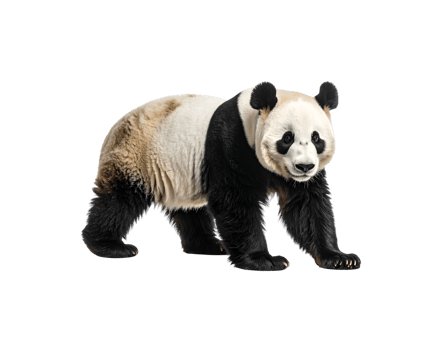 Majestic Giant Panda Walking Black and White Fur Brown Patches. png