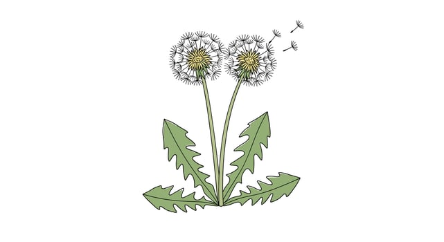 Understanding the Growth Cycle of Dandelions and Their Ecological Significance in Various Habitats vector