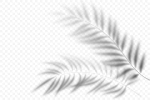 Shadow of palm leaves. Overlay light shade of tropical plants. Blurred illustration of exotic foliage. Floral transparent reflection on wall vector