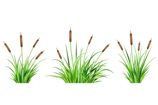 Grass reed illustrations on white background. Tall cattail on wetland. Bulrush with long green leaves. Coastal summer aquatic plants on swamp vector
