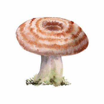 Lactarius milk-cap russula striped mushroom fungus. Autumn harvest, edible raw ingredient for vegan cooking. . Single element hand drawn in watercolor. Forest festival posters, educational printables vector