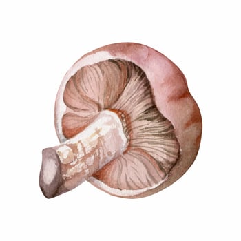 Lactarius milk-cap russula mushroom fungus. Single element hand drawn in watercolor. Autumn forest harvest, edible raw ingredient for vegan cooking. Herbarium, foraging journals, kitchen decor art. vector