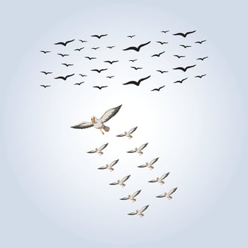 Birds flying in the sky design with abstract background vector