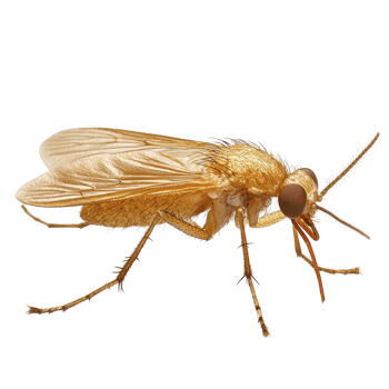 Close up image of golden colored fly with detailed wings and body structure, showcasing its intricate features. fly texture and color are highlighted against plain background png