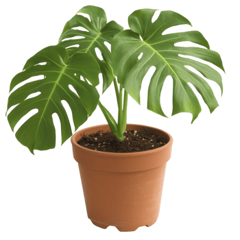 Potted monstera plant with large, glossy green leaves sits in terracotta pot, showcasing its distinctive split leaf pattern. plant is healthy and vibrant, adding touch of nature indoors png