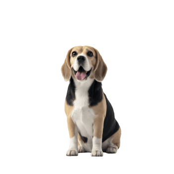 Happy beagle dog sits with its tongue out, showcasing its tricolor coat of black, white, and brown. dog appears cheerful and attentive, embodying playful nature of breed png