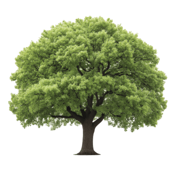 Large, lush green tree with thick trunk and dense foliage stands isolated on transparency background, showcasing its vibrant leaves and sturdy branches png