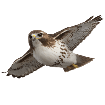 Majestic hawk soars through sky, showcasing its impressive wingspan and sharp gaze. bird detailed feathers and focused expression highlight its grace and power in flight png