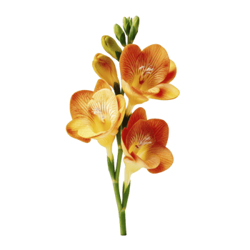Vibrant orange and yellow freesia flowers with green stems and buds, showcasing delicate petals and natural elegance. Perfect for floral arrangements and botanical designs png