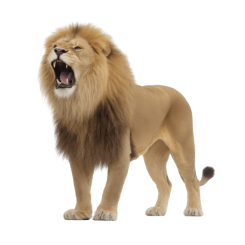 Majestic lion stands with fierce roar, showcasing its powerful mane and strong posture. lion expression is intense, highlighting its role as dominant predator in wild png